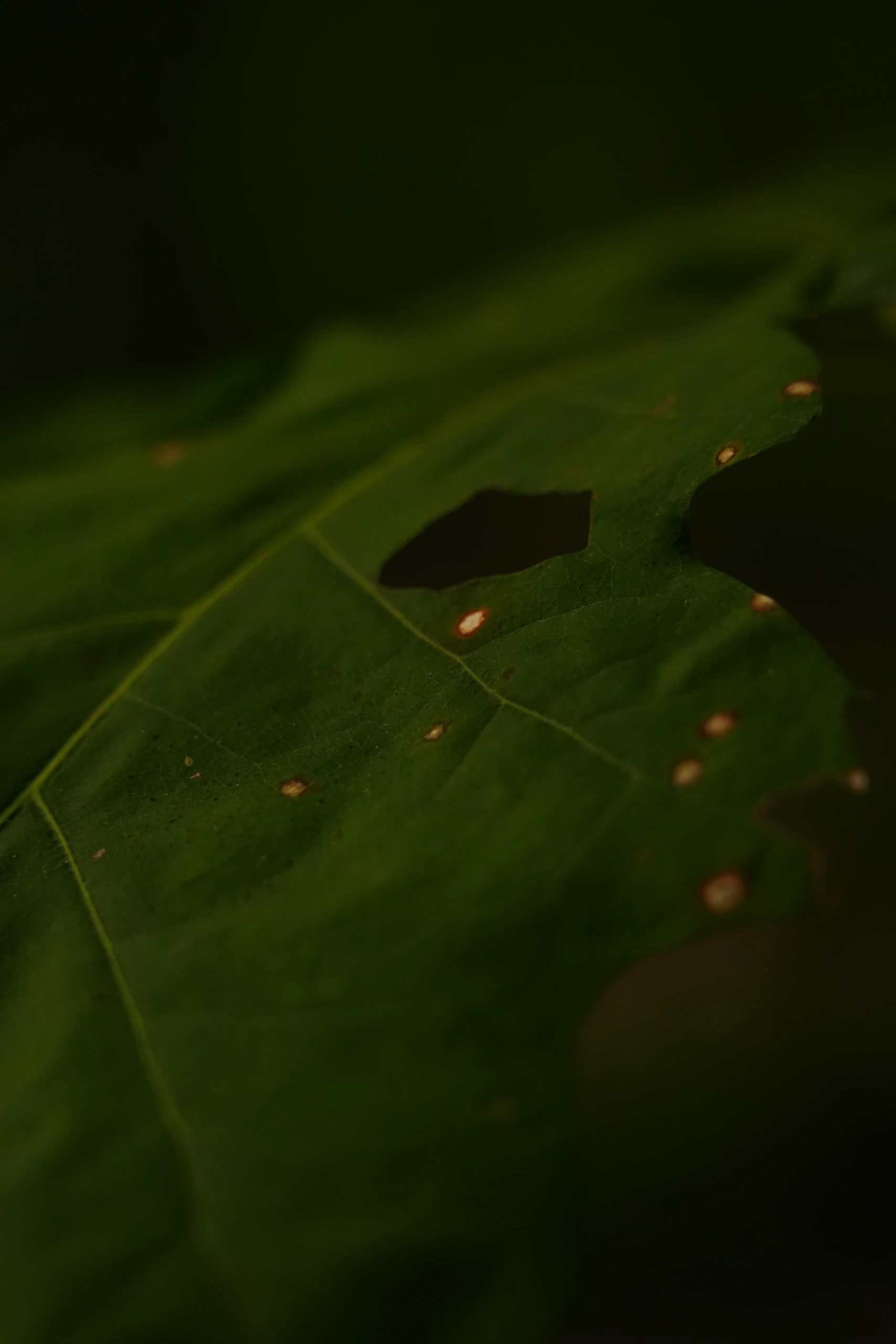 A leaf with a hole, in dark green
