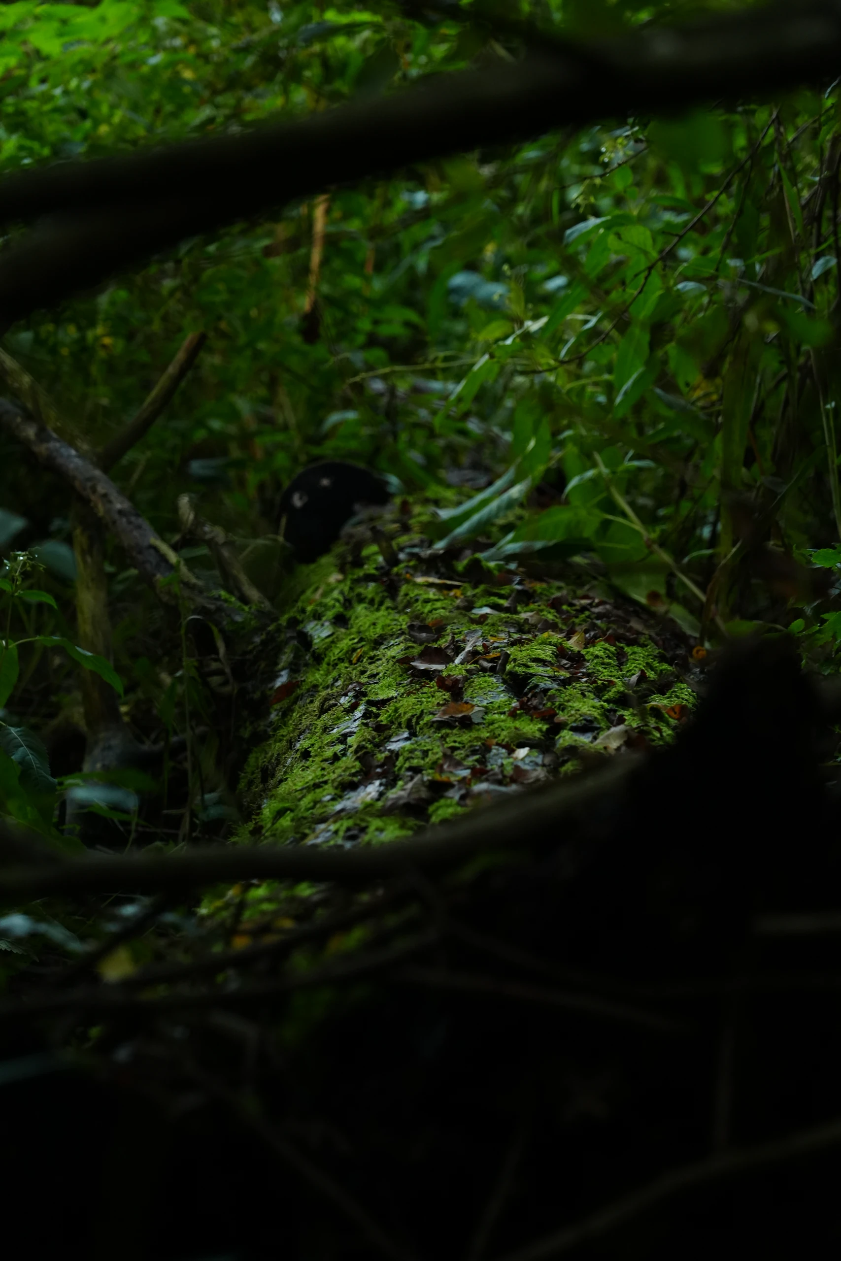 A moss-covered trunk among the green in the dark woods
