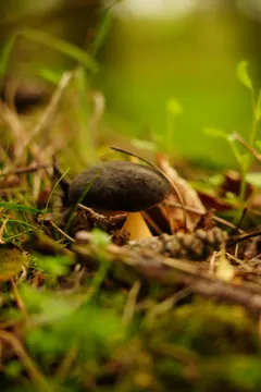 A mushroom in the grass.
