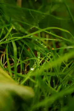 Drops on blades of grass.