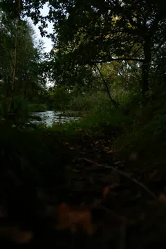A dark woodland path beside the water at dusk, with trees closing in overhead.
