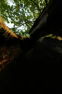 The heart of a tree, split open from the ground up. The camera at the very bottom, pointed up toward the crown.