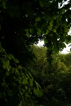 Dark foliage frames a bright opening onto bushes and trees.