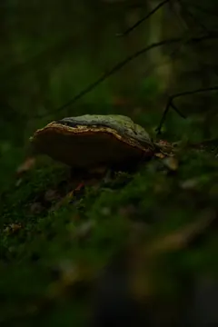 A bracket fungus grows from a mossy slope in dim forest light.