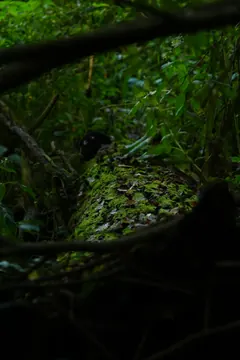 Green in living, deep shades. The power of fallen nature.