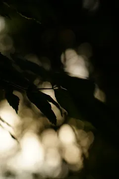 Dark leaves in silhouette against soft, glowing circles of evening light.