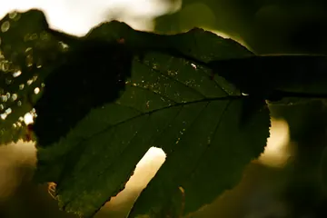 A backlit green leaf against a glowing evening sky.