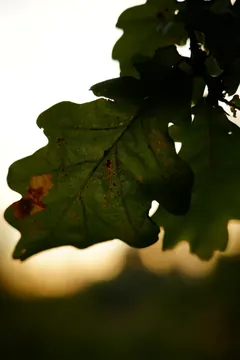 A backlit oak leaf with reddish spots against a warm sunset glow.