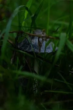 A pale grey mushroom half hidden among tall blades of grass.