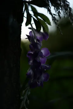 Purple flowers hang beside a dark tree trunk, with a pale sky behind.