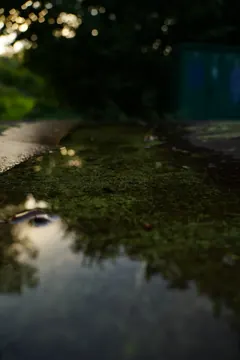A puddle edged with moss reflects the evening sky and trees.