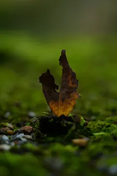 A curled, amber-brown leaf stands upright on green moss, glowing like a small flame.