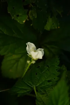 A single white flower among dark green leaves.