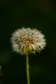 A dandelion seed head lit from the front against a dark green background.
