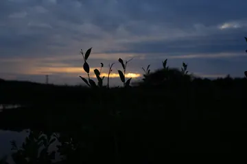 Dark reed silhouettes over the water, with a narrow band of orange light in the clouds.