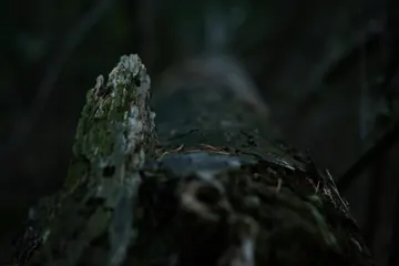A moss-covered trunk lying in the dark woods.