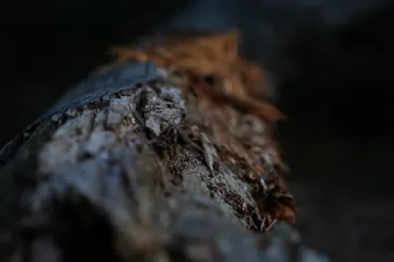 A decaying tree trunk up close, with rust-coloured, crumbling wood.