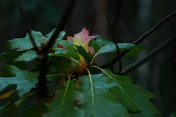 A young, reddish oak leaf among dark green leaves.