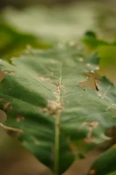 A leaf from below, backlit, with nibbled holes.