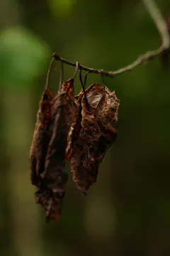 Dry brown leaves hang from a thin twig.