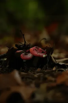 Red mushrooms on the forest floor in the dark woods.