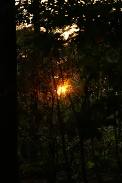 The low sun shines through the branches in the dark woods.