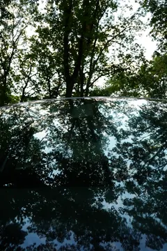The forest reflected in the windscreen of my Golf.