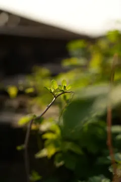 A young shoot grows beside the bridge, with blurred steel behind.