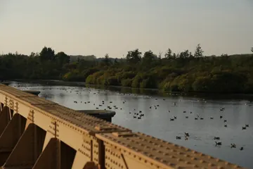 The edge of the bridge above a lake full of birds, with woodland behind.