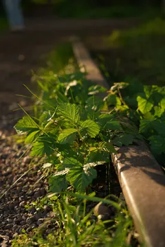 Green leaves grow over the track beside a rusty rail.