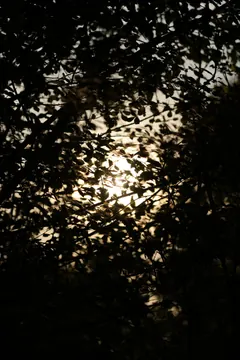 The sun breaks through a dark tree canopy.
