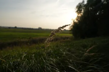 A meadow and a single blade of grass under the low sun.