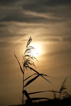 A reed against the sun.