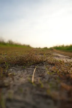 A sandy path seen from just above the ground.
