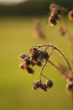 Dry thistle heads against a green meadow.