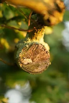 A cut branch covered in yellow lichen, its rings showing.