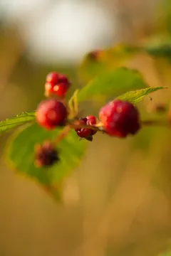 Berries on a twig in golden light.