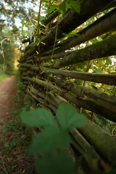 A fence woven from branches along a woodland path, with a leaf in the foreground.