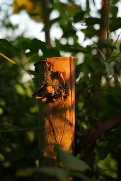 A wooden post in warm evening light, surrounded by leaves.