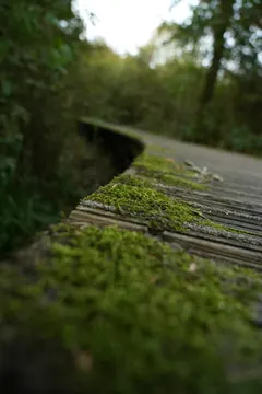 The mossy edge of a wooden boardwalk curves into the woods.