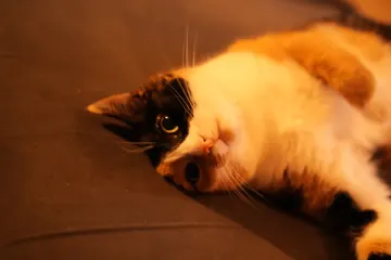 The cat stretched out on her side in warm lamplight, one eye open.