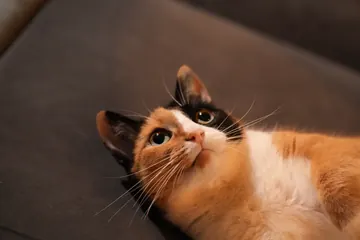 A calico cat lies on the sofa, looking up straight into the lens.