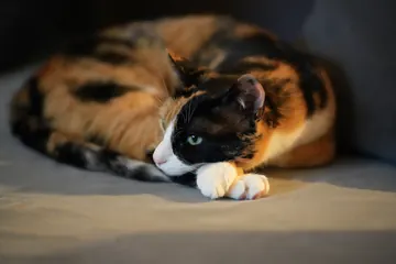 The cat curled up on the sofa with one white paw stretched forward.