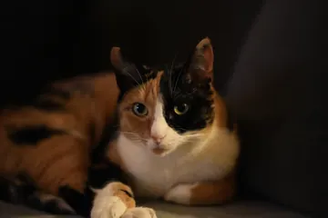 The cat in a dark corner of the sofa, looking straight into the lens.