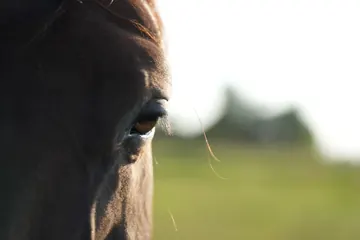 A horse’s eye up close, with a bright sky and green pasture behind.