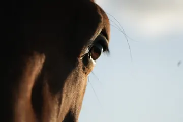 The dark outline of a horse’s head and a single eye against a pale blue sky.