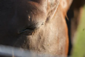 The closed eye of a chestnut horse up close.