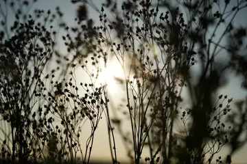 Dark silhouettes of wild plants against the setting sun.