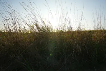 Tall meadow grass with the bright sun low above it.