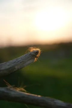 Fluff on the tip of a dry branch against the setting sun.
